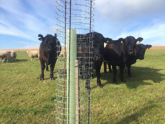 Protect saplings from livestock and other animals